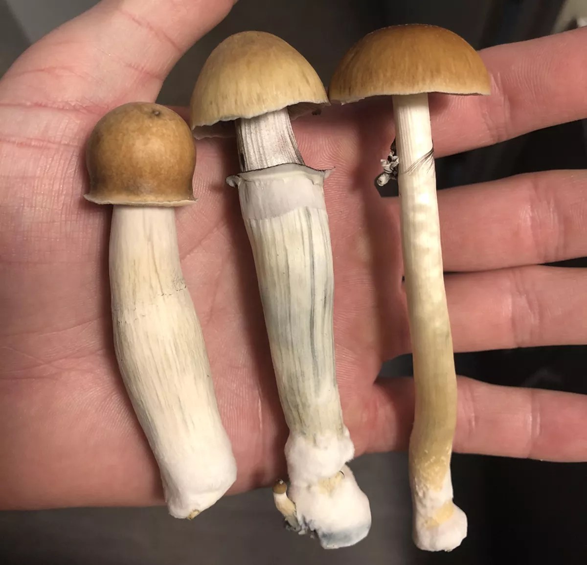 Psilocybin Dealer on Life After Decriminalization in Denver