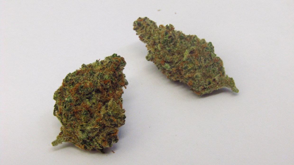 Why Colorado Tokers Love Chocolate Trip