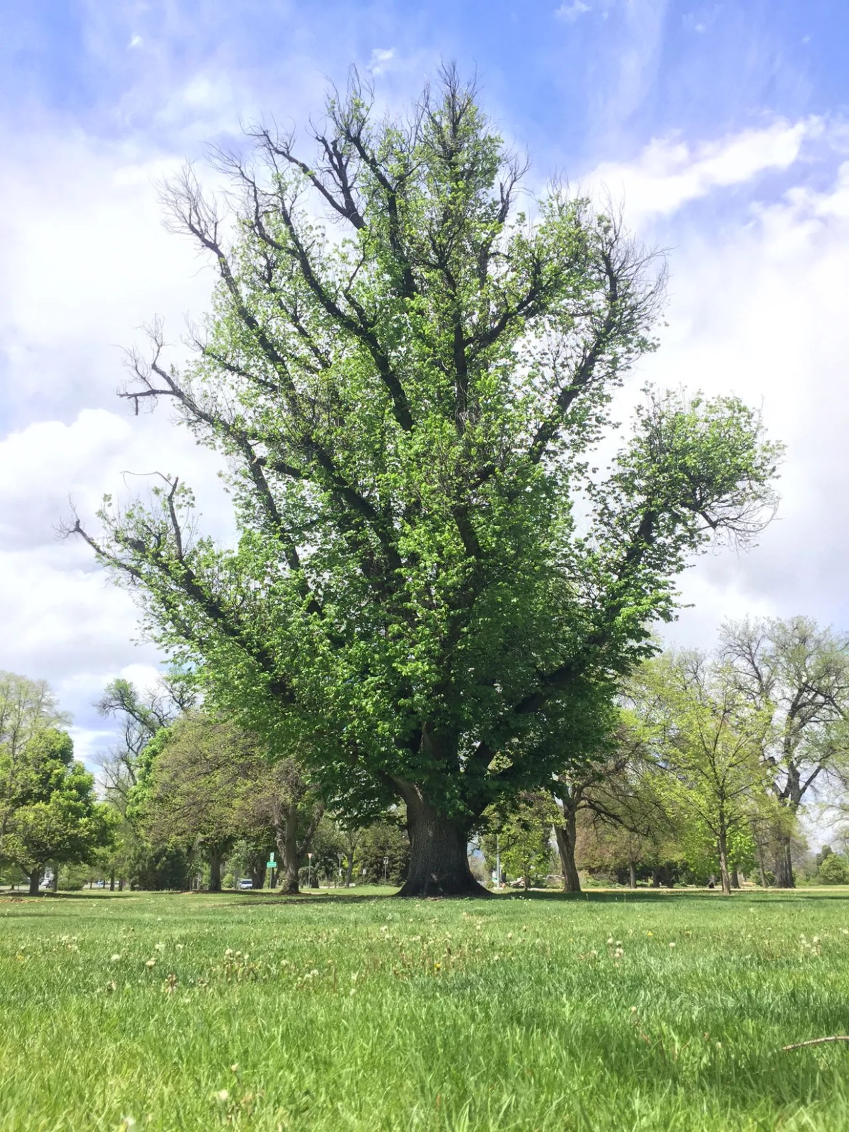 You Can Really Look Up to These Denver Trees