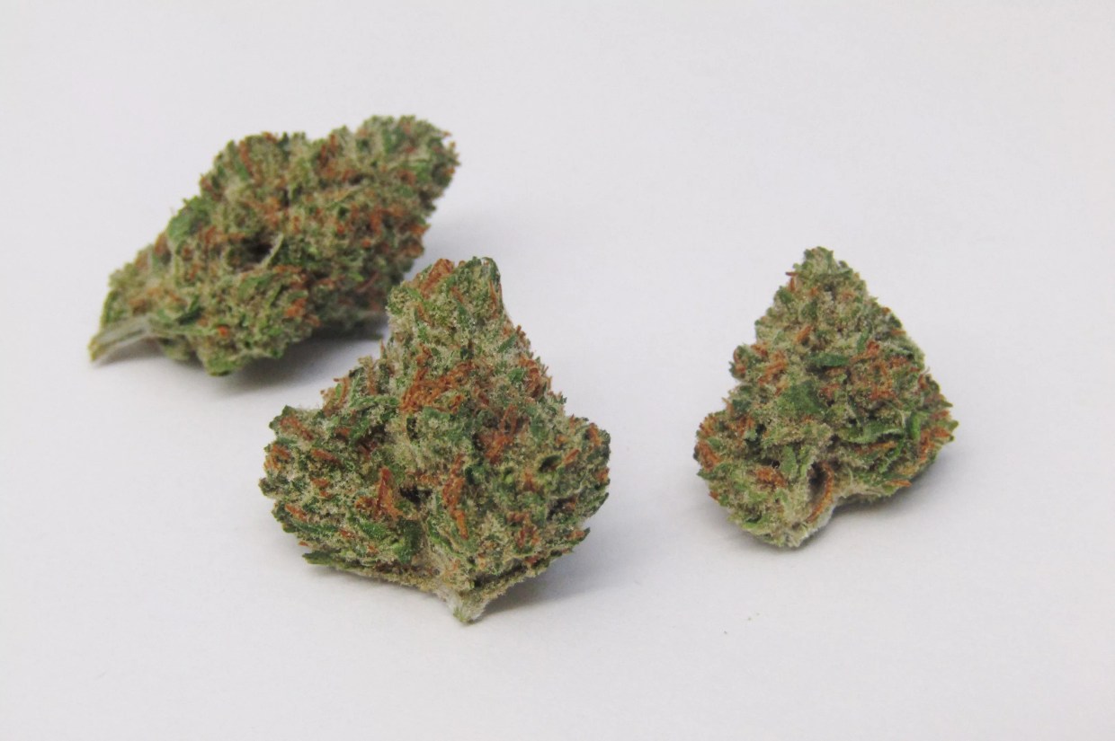 Why Colorado Tokers Love Bear Dance
