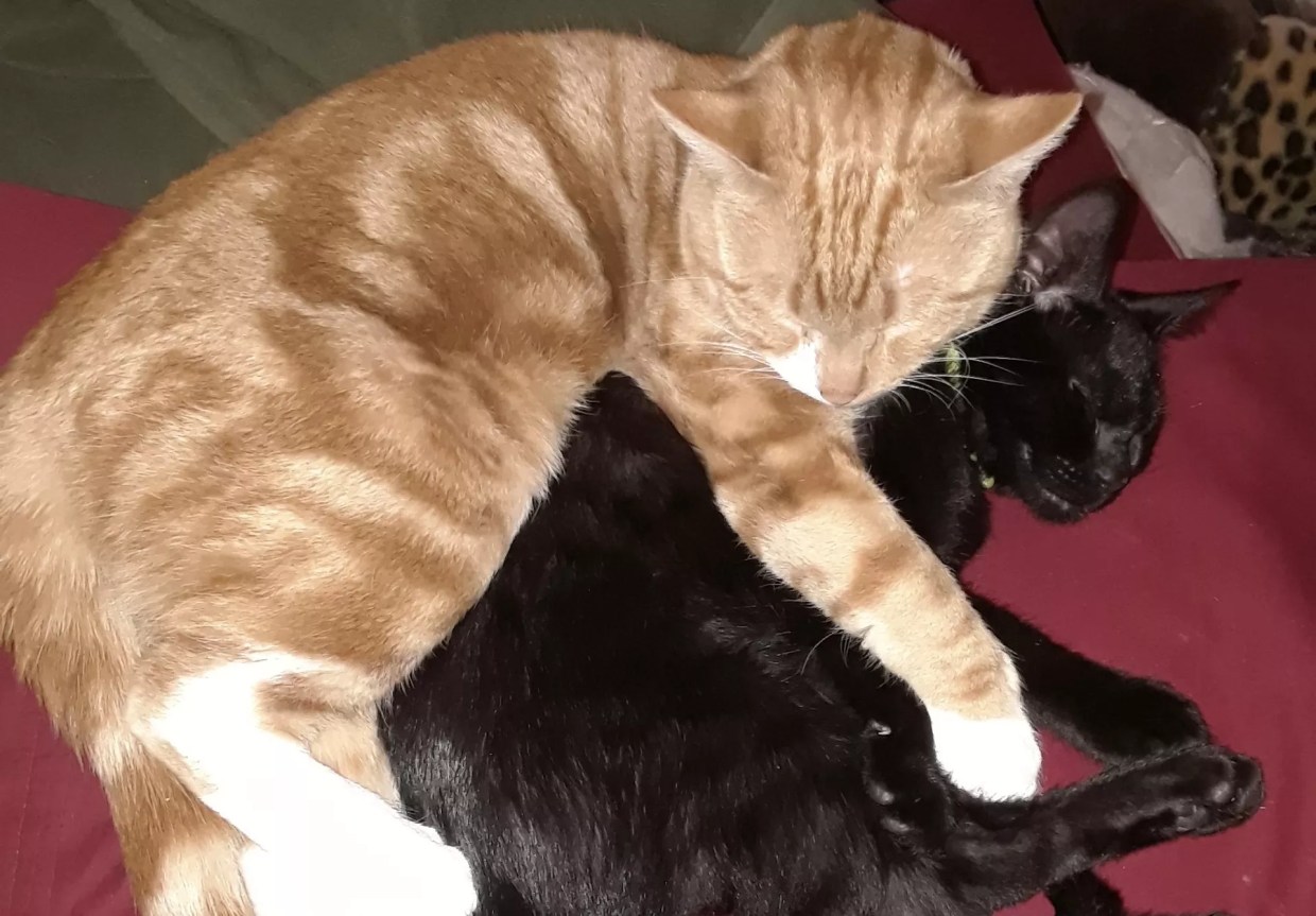 Orange Tabby Cat “Brutally Killed” In Lowry, Animal Protection Searching for Witnesses