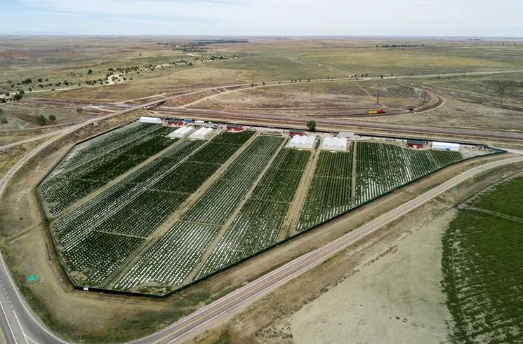 Overhead photo of large outdoor marijuana farm in southern Colorado.