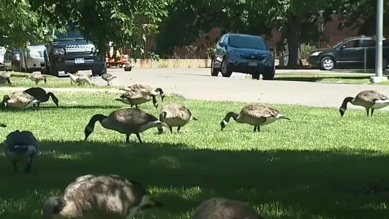 Things Denver Should Care About More Than F*cking Geese