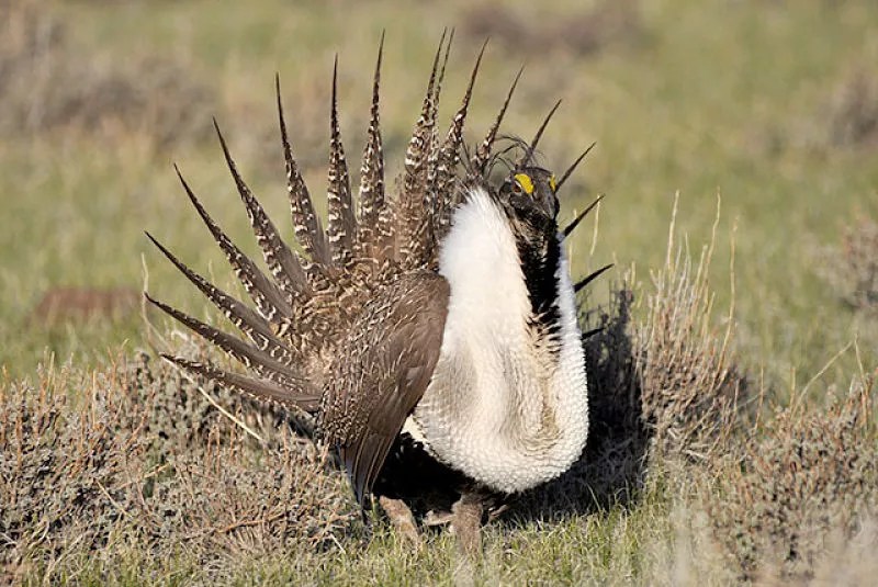 How the Sage Grouse Became a Casualty of the Western Land War