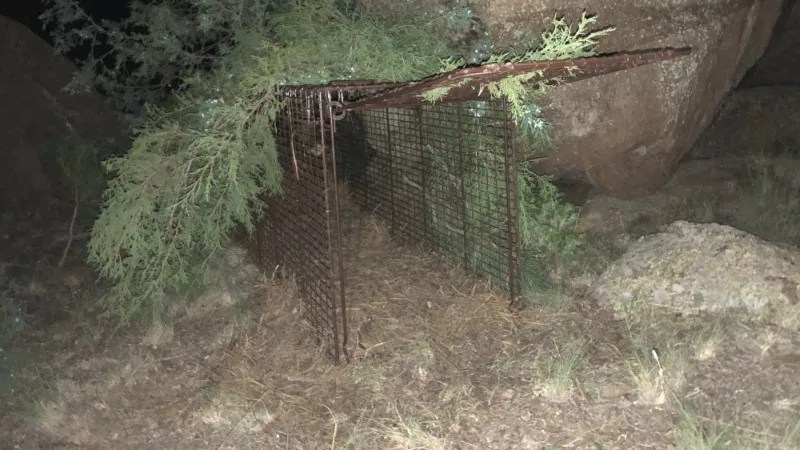 Mountain Lion Attacks Boy in Bailey