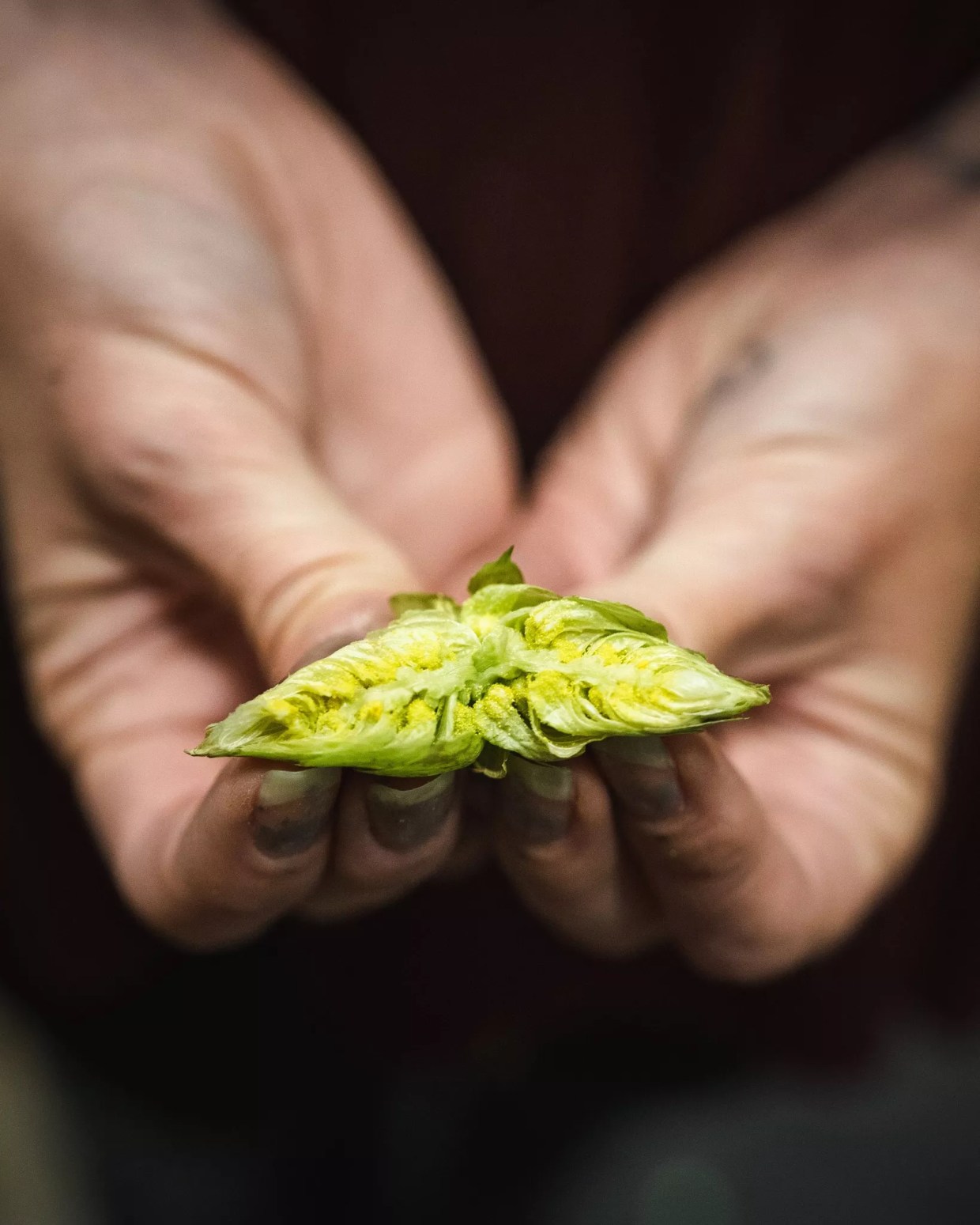 Fresh-Hop Beers Are Back for Fall — and for GABF