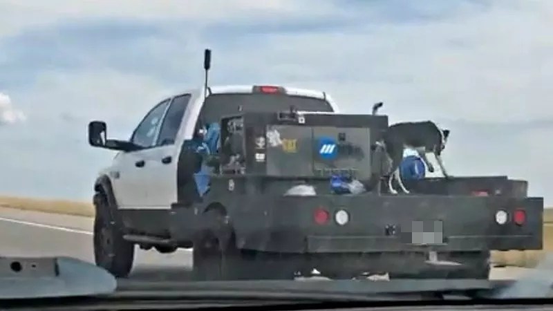 Disturbing Dog-on-Truck Video Followed by Death Threat, Legal Questions