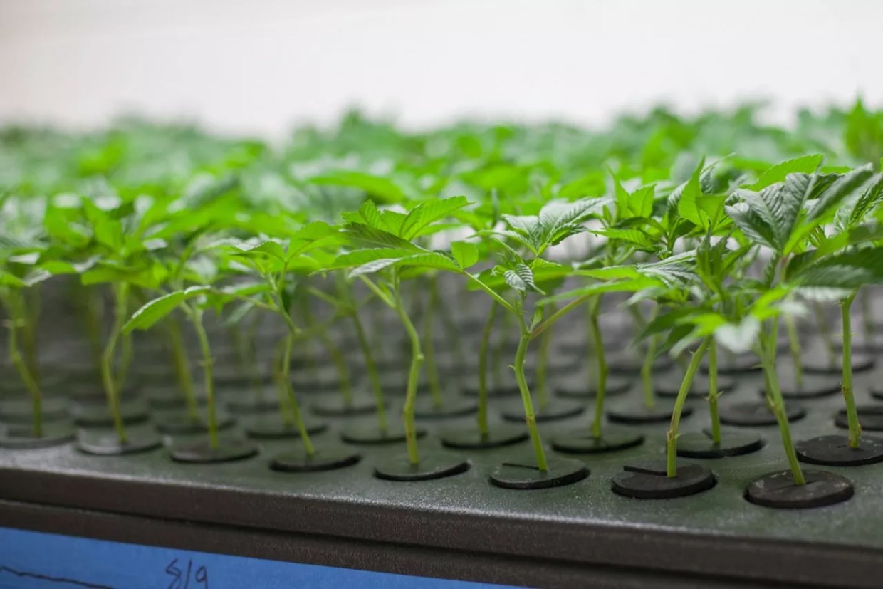 Colorado Reviews New Social Equity Marijuana Business Licenses