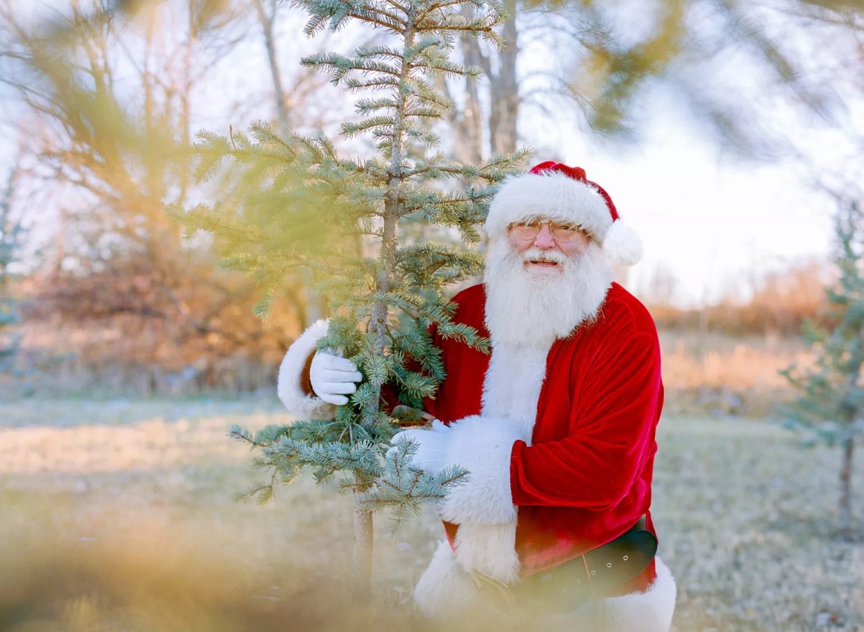 Take a Bough: Where to Find a Christmas Tree This Season