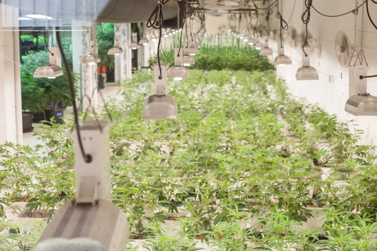 Michigan Officials Take a Marijuana Field Trip to Colorado