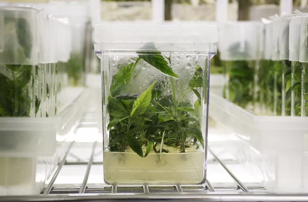 Colorado Lab Plans to Send Hemp and Coffee to Space