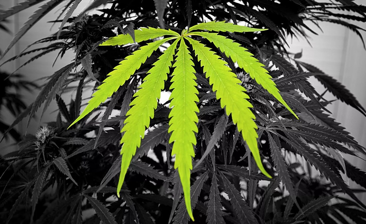 Dispensary Names Weed Strain After Rocky Flats Nuclear Plant