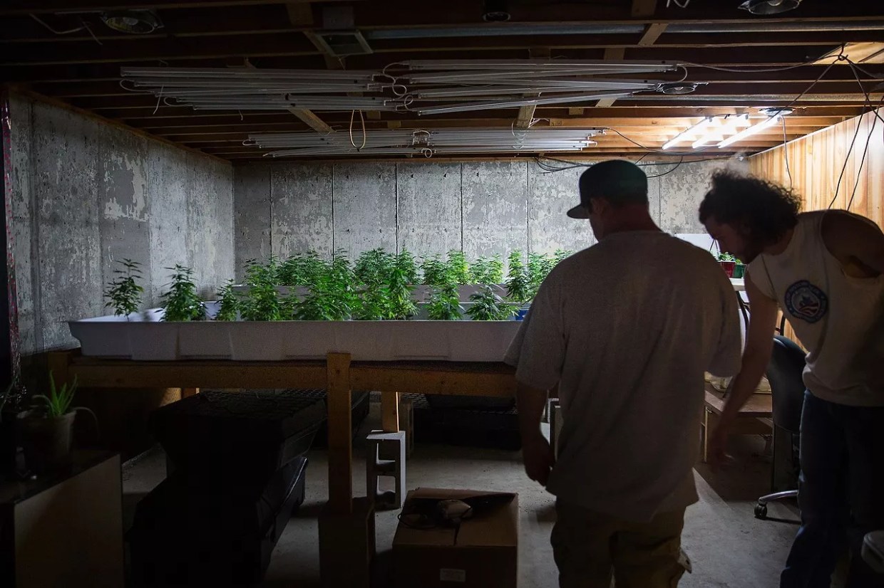 Colorado Senate Urges USDA to Loosen Hemp Regulations