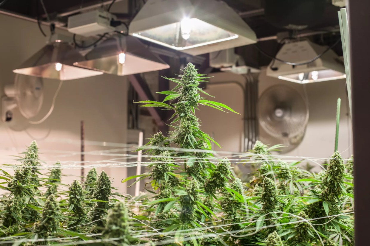 The Dankest Weed Could Also Be the Most Polluting
