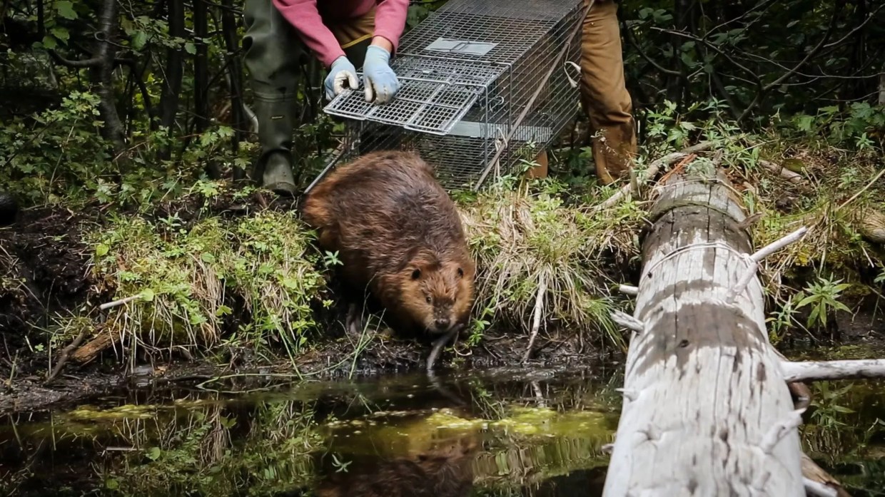 Cage Against the Machine: The Beaver Believers Documentary