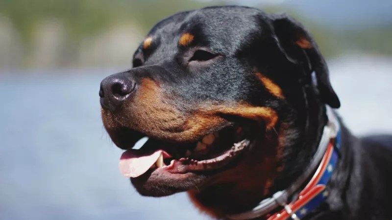 Colorado Dogs That Kill: They’re Not Always Pit Bulls