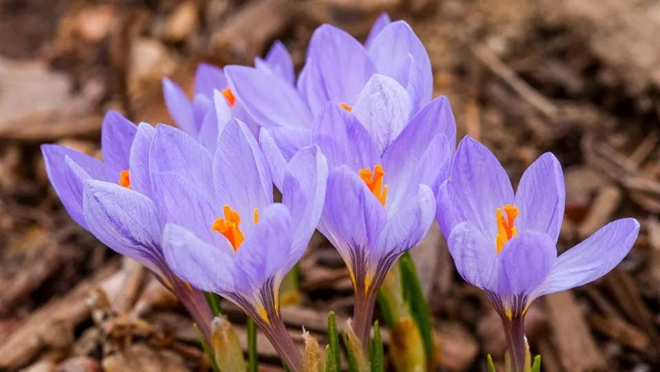 Five Ways to Enjoy the First Day Of Spring in Denver…Seriously