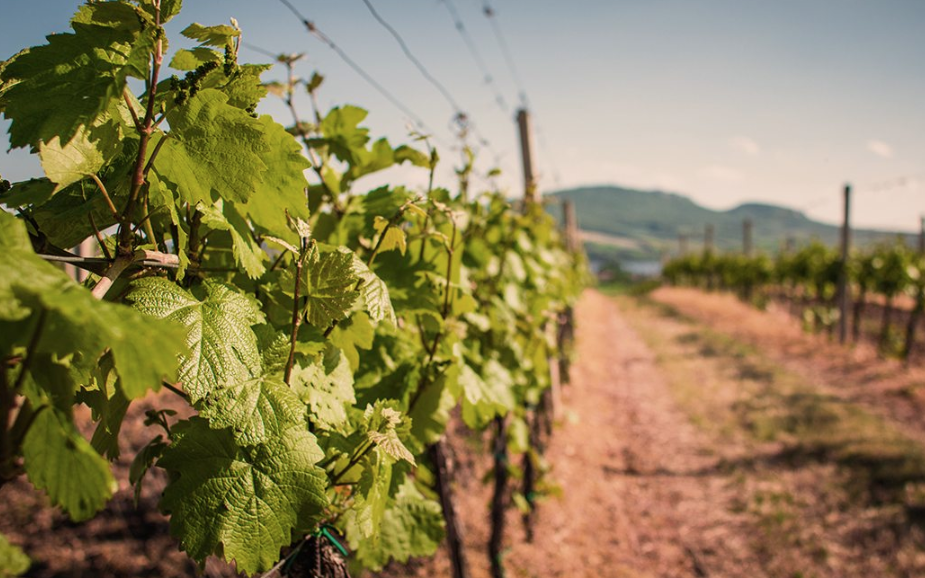 Colorado Wine Makers Survive Plague, Fire and Ice