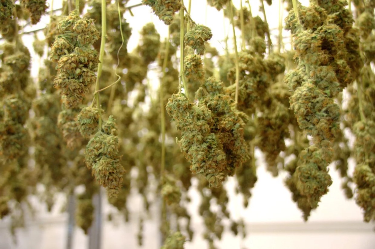 Colorado Marijuana Sales Broke More Records Before COVID-19 Hit