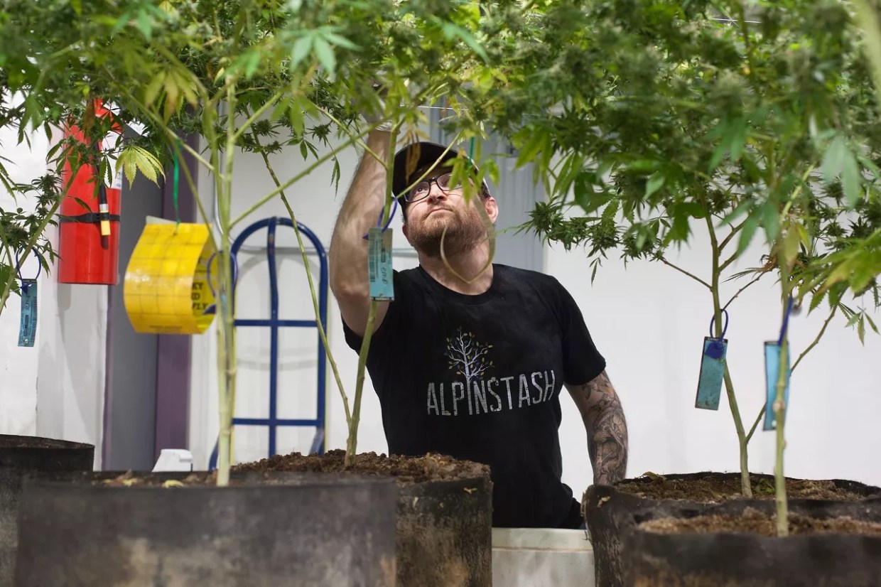 Denver Creates Advisory Group for Diverse Marijuana Business Licensing