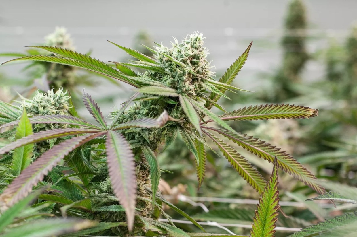 Durango Dispensary Issues Recall Over Pesticide Concerns