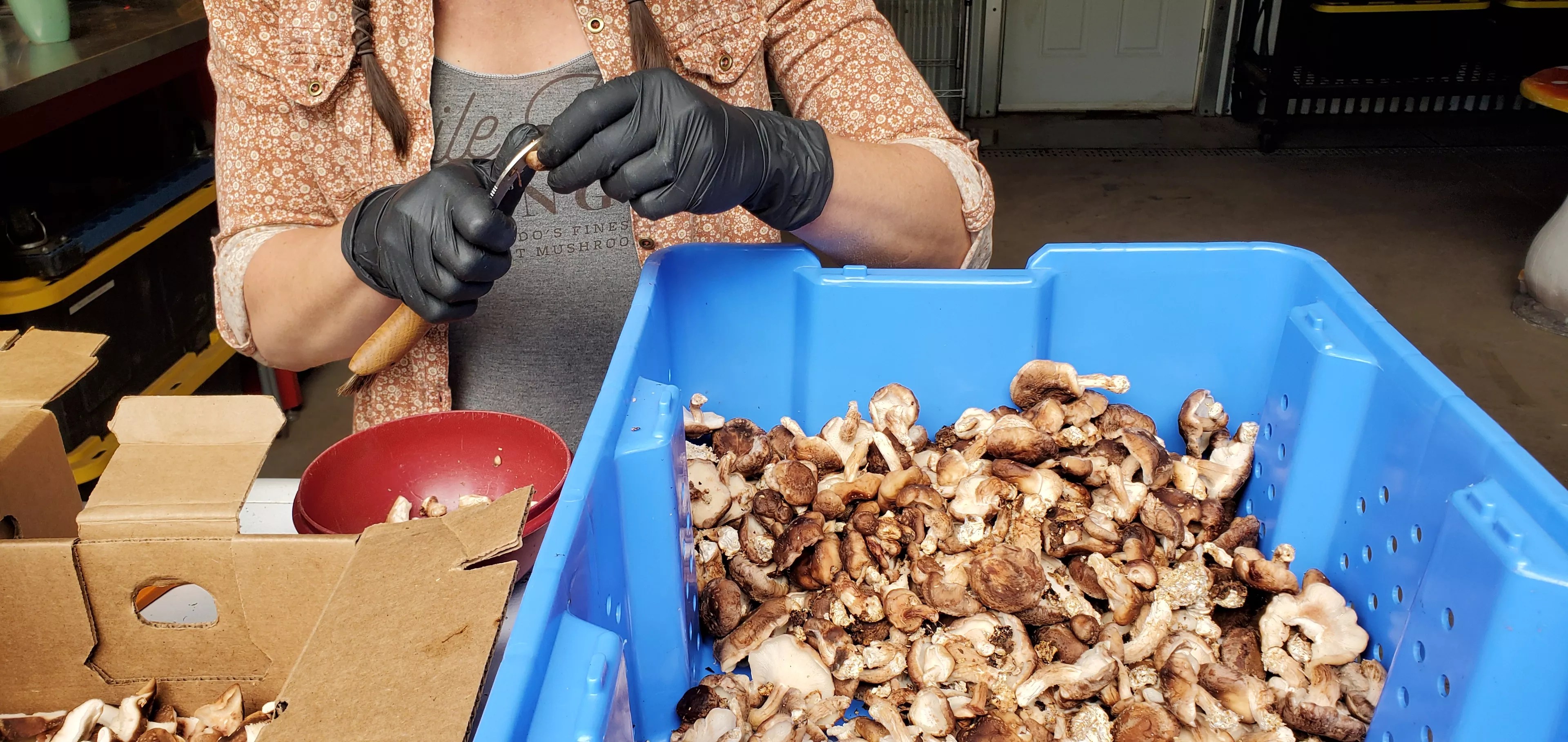 hands clean up shiitake mushrooms in blue bin