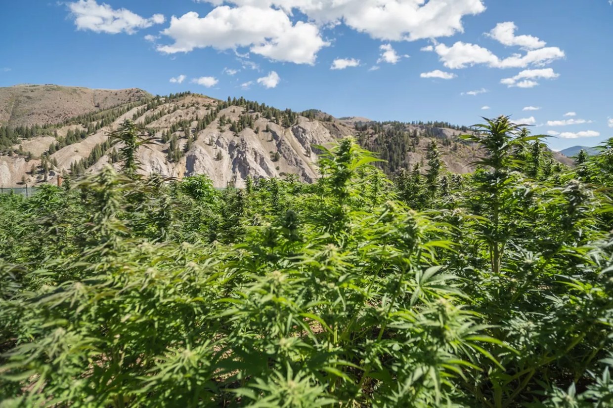 2020’s Big Changes for Colorado Marijuana