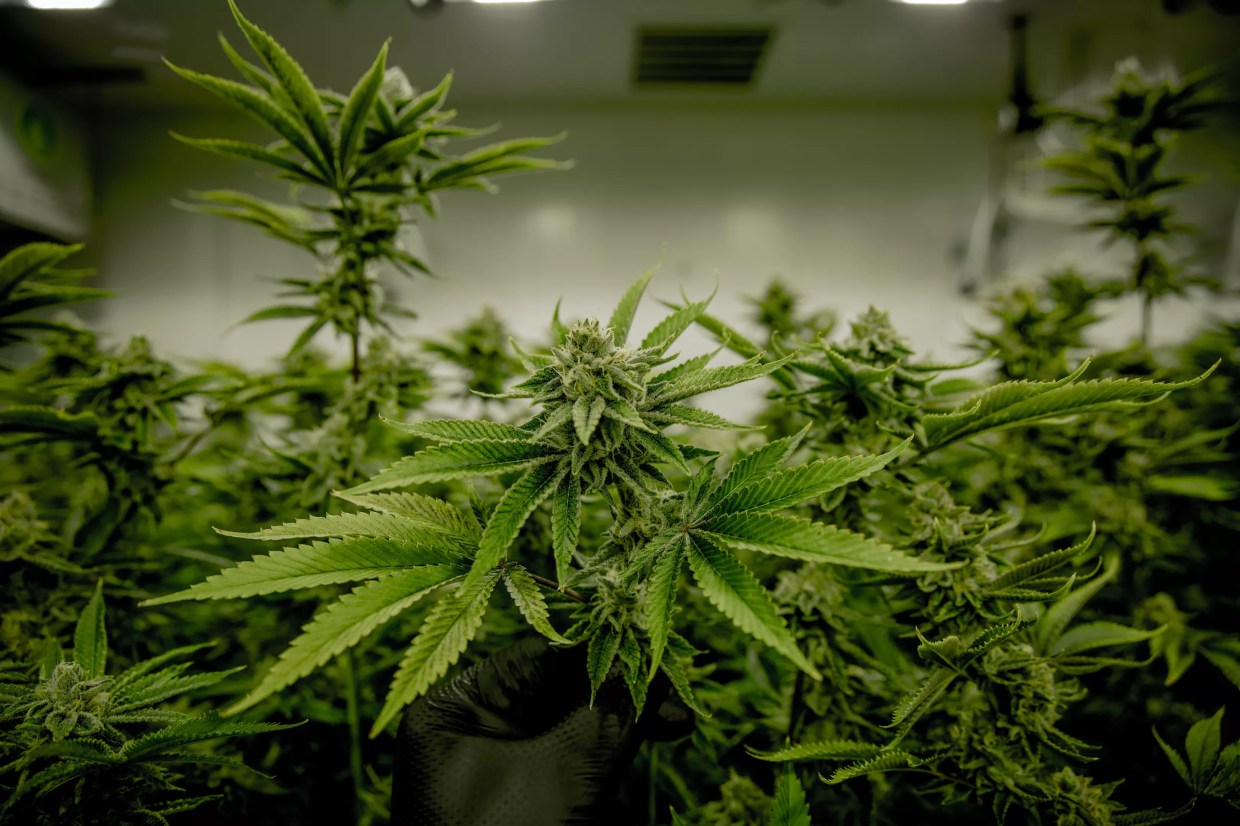 Commerce City Man Gets 14 Months in Prison for 809 Weed Plants
