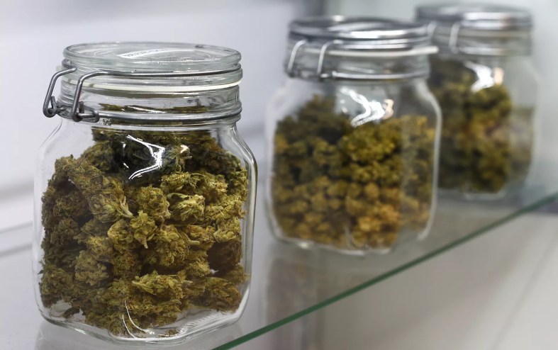 jars of marijuana buds on shelf