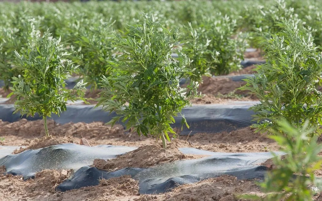 Colorado Hemp Farmer Questions Future Under USDA Rules