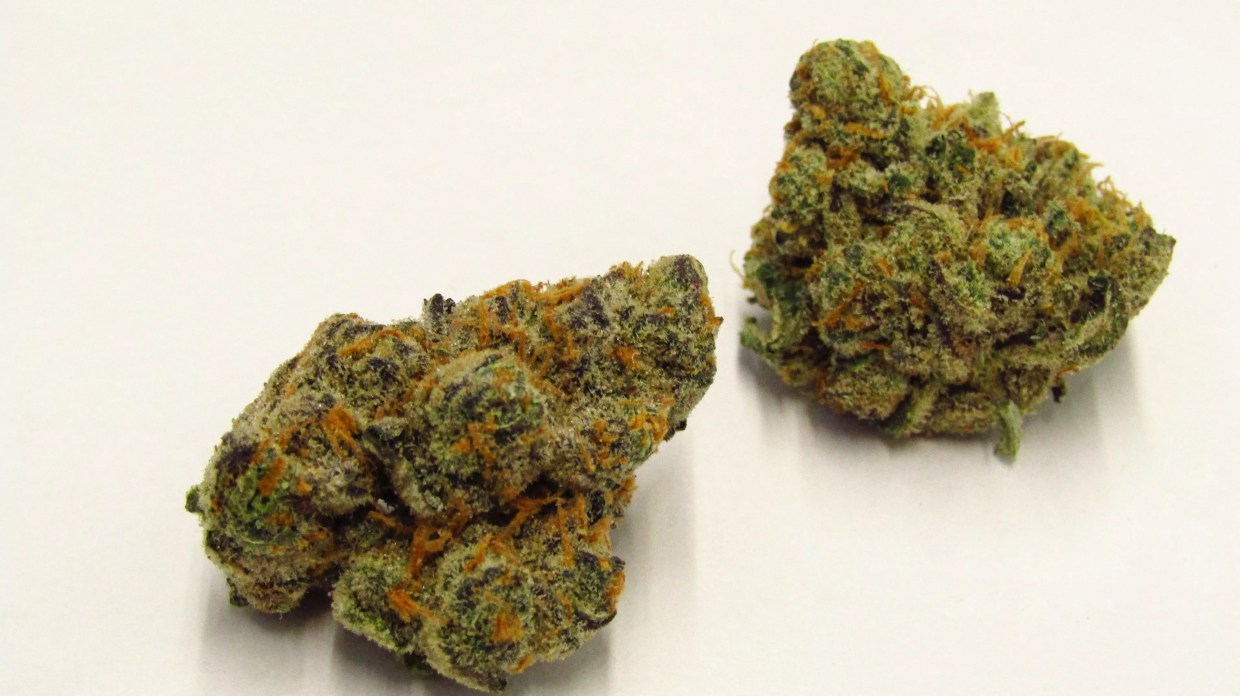 Why Colorado Tokers Love Cheetah Piss