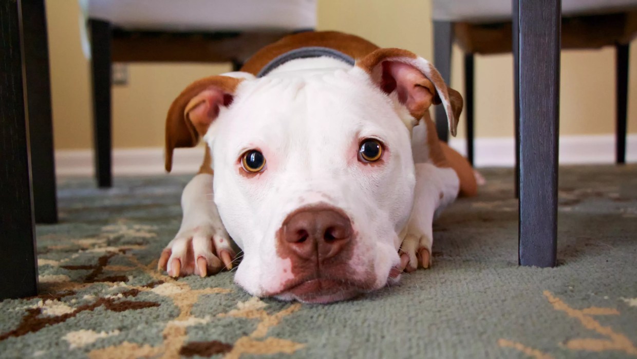 Denver Pit Bull Legalization Winning Big: What Now?