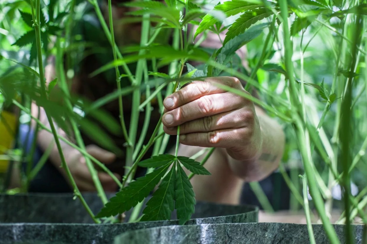House of Representatives Approves Ending Marijuana Prohibition