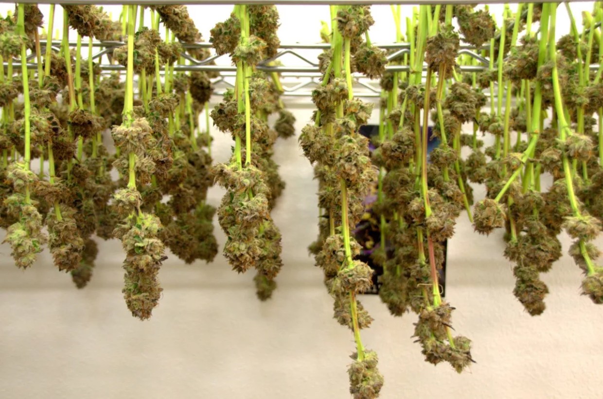 Colorado Wholesale Marijuana Prices Hit Four-Year High
