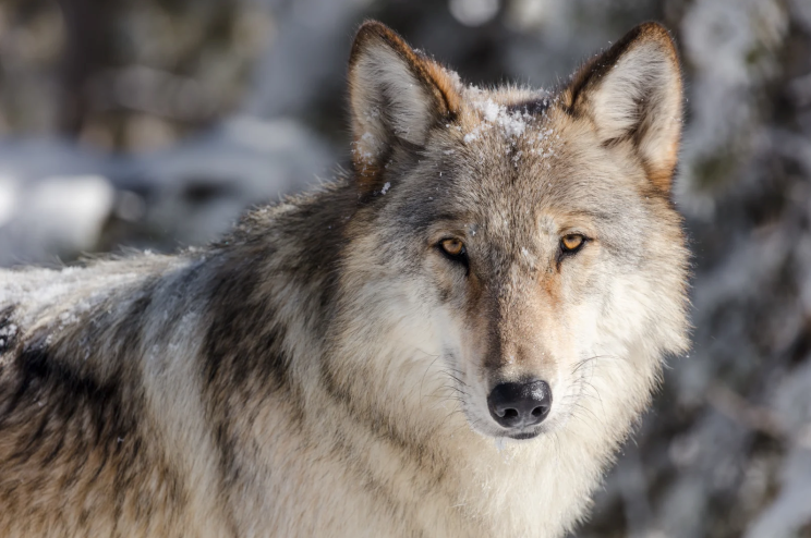 A gray wolf curiously cocks its head.