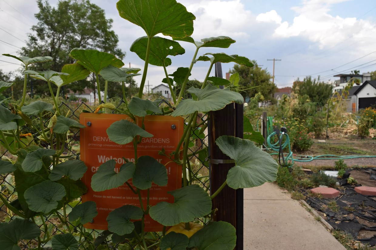 El Oasis Sale Going Through, but One-Third Will Remain Garden