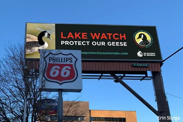 Geese Protection Billboard Campaign Takes Off in Denver