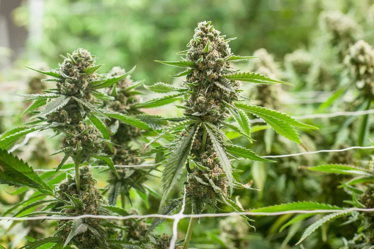 Is Growing Weed More Art or Science at This Point?