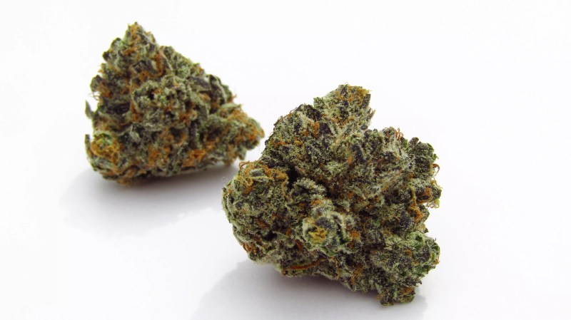 Blue Cheese cannabis strain