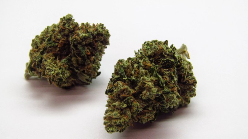 Amnesia Haze marijuana buds