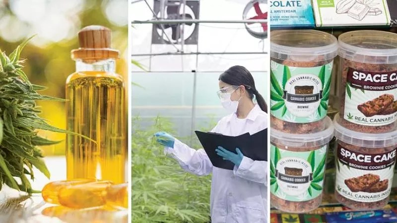 Cannabis Education in Session at Colorado Universities