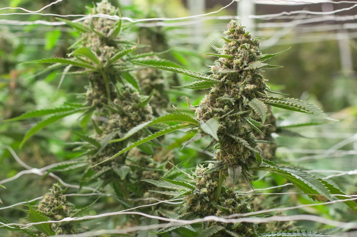 New Marijuana Testing Rules Further Guard Against Mold