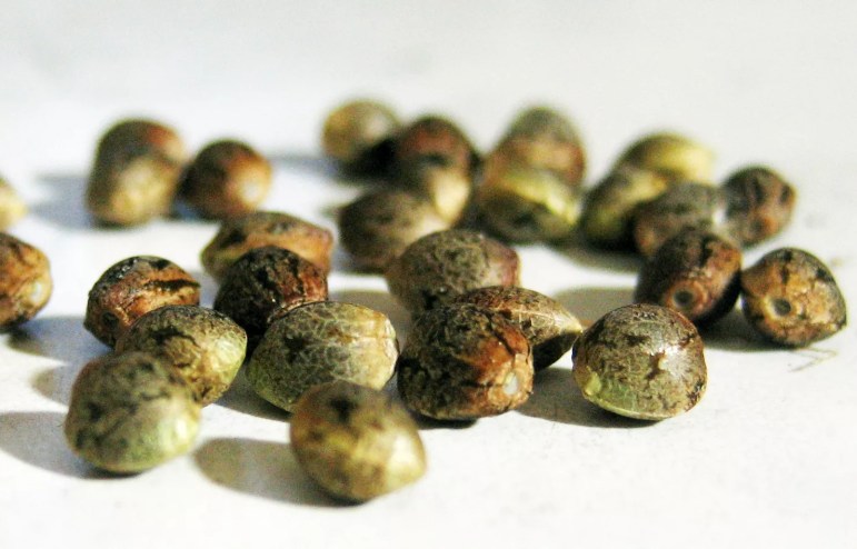 marijuana seeds