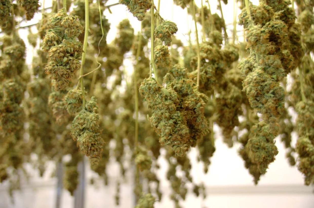 Washington and Colorado Compare Cannabis Stats From First Years of Sales