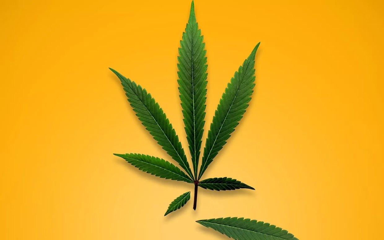 Medical Marijuana Access Bill Will Be Pulled Without Testimony