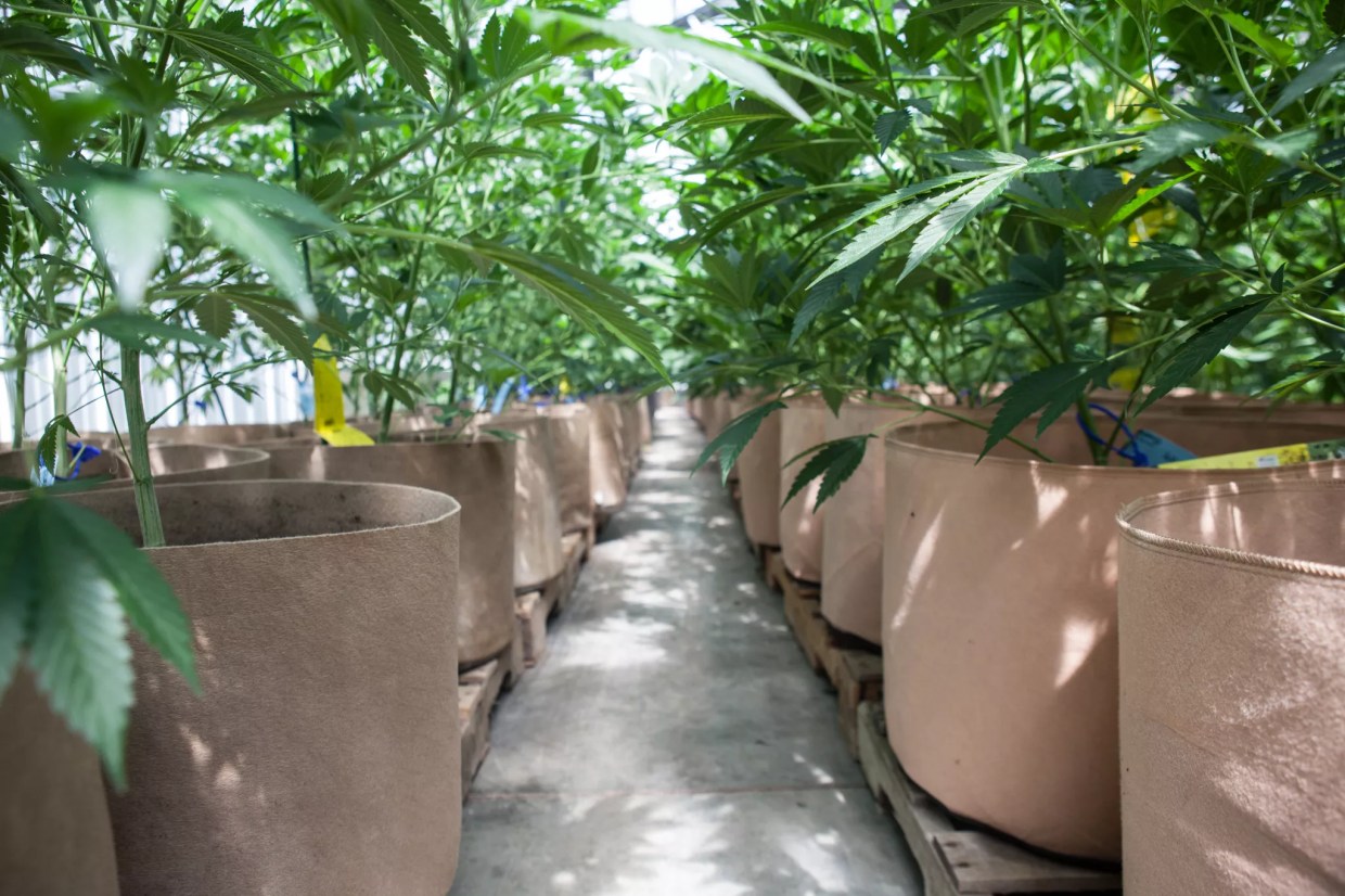 Cannabis Breeding Is Still One Hard Game