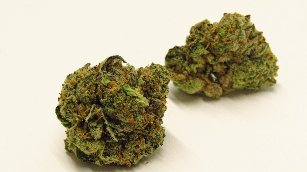 Why Colorado Tokers Love Jungle Cake