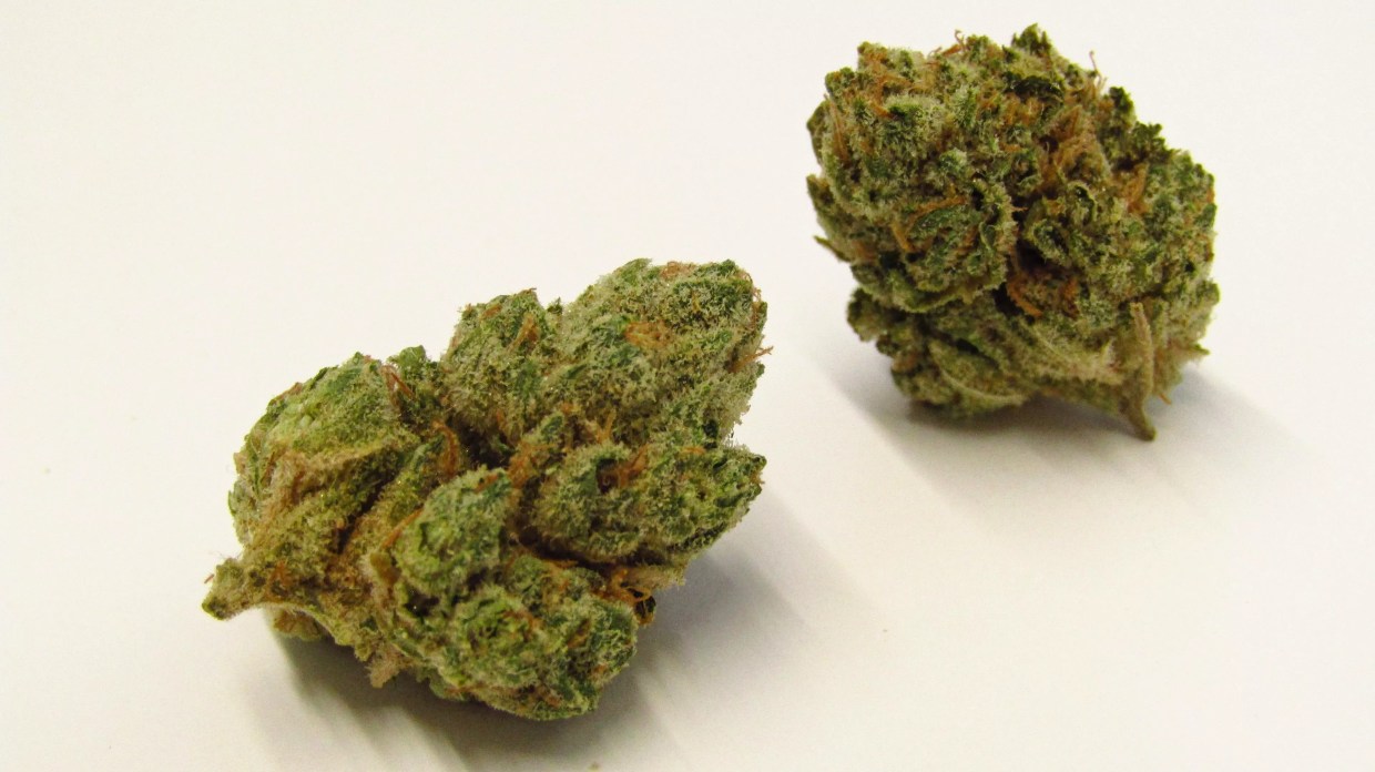 Why Colorado Tokers Love OZ Kush