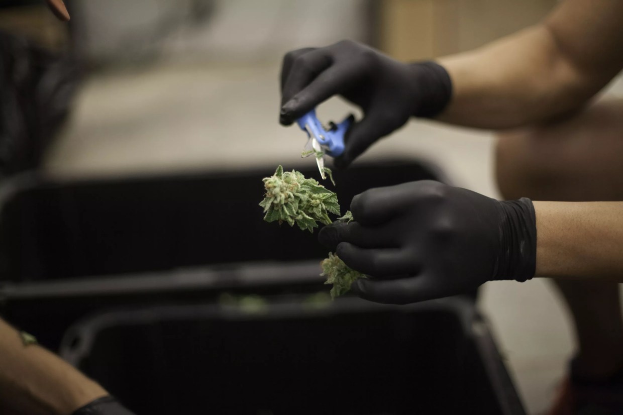 Denver Threatens Three Marijuana Businesses With License Suspension on Same Day