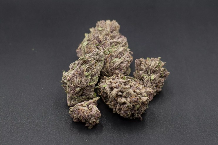 Purple cannabis buds